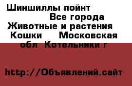 Шиншиллы пойнт ns1133,ny1133. - Все города Животные и растения » Кошки   . Московская обл.,Котельники г.